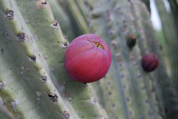 Cereus repandus - Apple Cactus Seeds