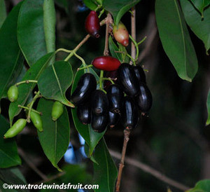 Syzygium cuminii - Java Plum Seeds