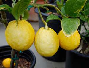 Citrus medica - Etrog Citron Seeds