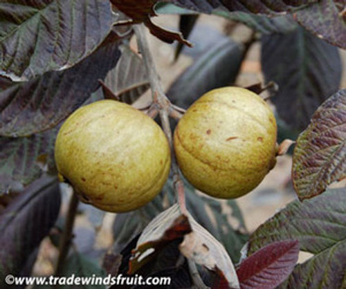 Psidium guajava - Red Malaysian Guava