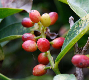 Antidesma bunius - Bignay Seeds