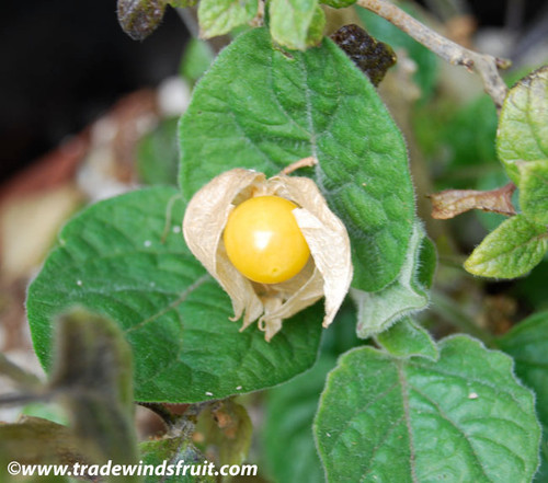 Physalis angulata - Mullaca Seeds
