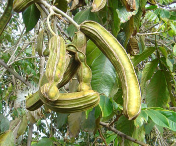 Inga feuillei - Ice Cream Bean Seeds
