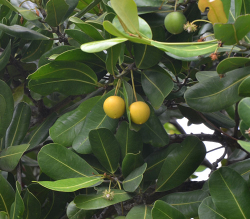 Mimusops balata - Ausubo Seeds Mimusops balata - Ausubo Seeds