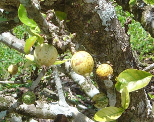 Rosenbergiodendron formosum - Blackberry Jam Fruit Seeds Rosenbergiodendron formosum - Blackberry Jam Fruit Seeds