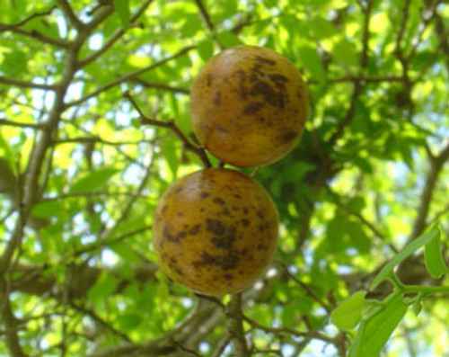 Diospyros montana - Mountain Persimmon Seeds Diospyros montana - Mountain Persimmon Seeds