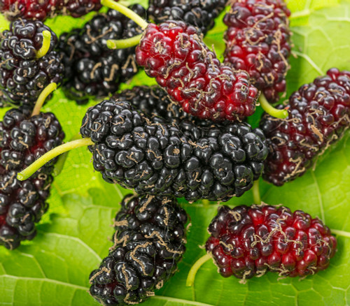 Morus nigra - Black Mulberry Seeds