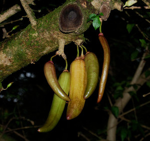 Parmentiera aculeata - Guajilote Seeds