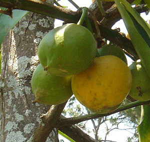 Garcinia xanthochymus - Gamboge Seeds