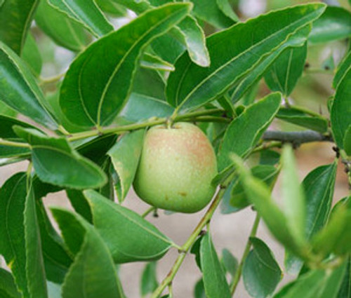Ziziphus mauritiana - Indian Jujube Seeds Ziziphus mauritiana - Indian Jujube Seeds