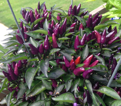 Explosive Ember Pepper Seeds