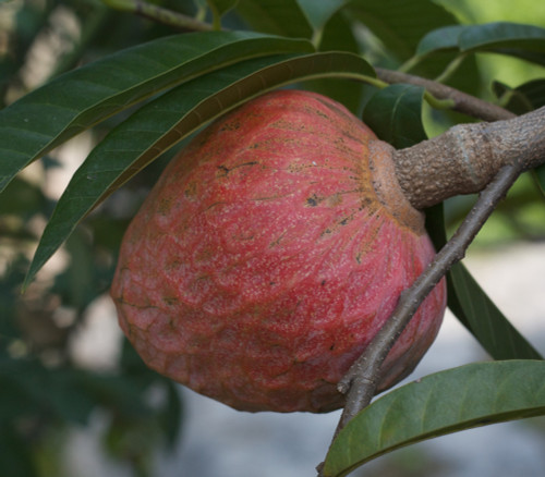 Annona reticulata - Custard Apple Seeds Annona reticulata - Custard Apple Seeds
