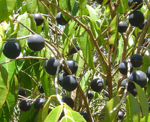 Myrciaria vexator - Blue Grape Seeds Myrciaria vexator - Blue Grape Seeds