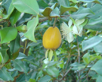 Eugenia luschnathiana - Pitomba Seeds
