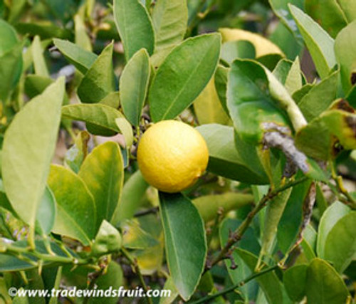 Citrus aurantifolia - Mexican Lime Seeds Citrus aurantifolia - Mexican Lime Seeds