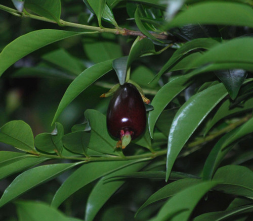 Eugenia involucrata - Cherry of the Rio Grande Seeds Eugenia involucrata - Cherry of the Rio Grande Seeds