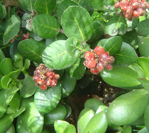 Rhus integrifolia - Lemonade Berry Seeds Rhus integrifolia - Lemonade Berry Seeds