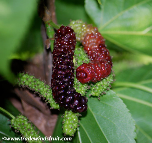 Morus macroura - Pakistani Mulberry Seeds