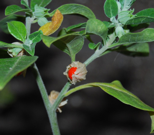 Withania somnifera - Ashwagandha Seeds