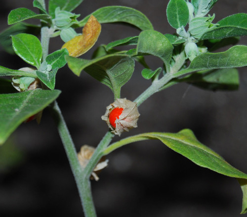 Withania somnifera - Ashwagandha Seeds