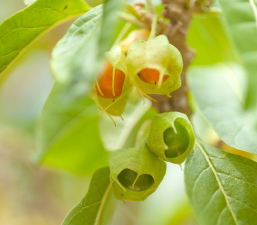 Withania aristata - Orobal Seeds Withania aristata - Orobal Seeds