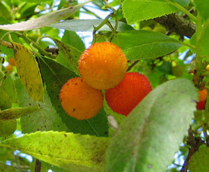 Arbutus unedo - Strawberry Tree Seeds