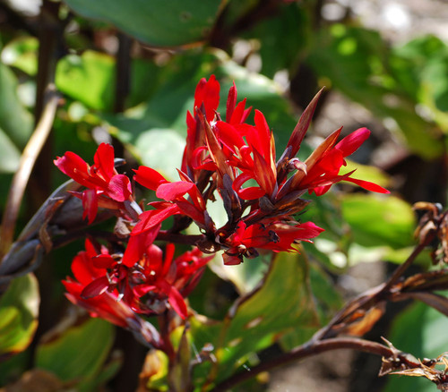 Canna edulis - Canna Seeds