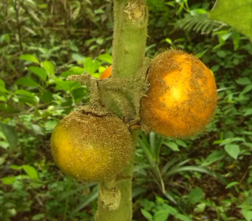 Solanum quitoense - Naranjilla