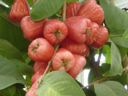 Syzygium samarangense - Wax Jambu Seeds Syzygium samarangense - Wax Jambu Seeds