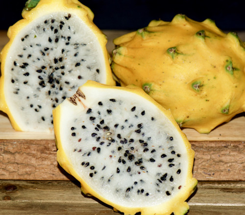 Selenicereus megalanthus - Yellow Pitaya Seeds