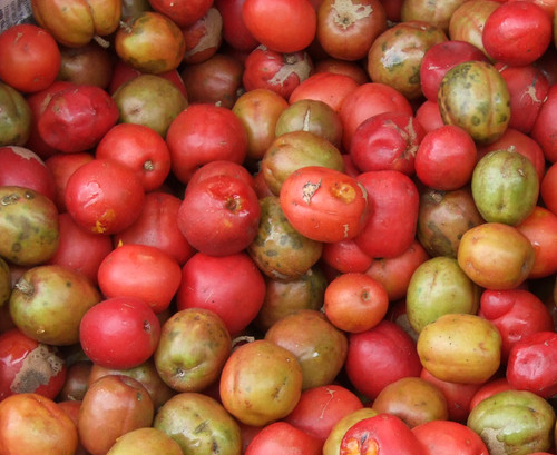 Spondias purpurea - Spanish Plum Seeds