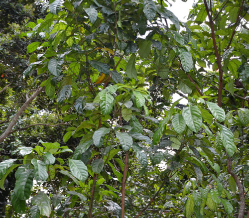 Cola acuminata - Cola Nut Seeds Cola acuminata - Cola Nut Seeds