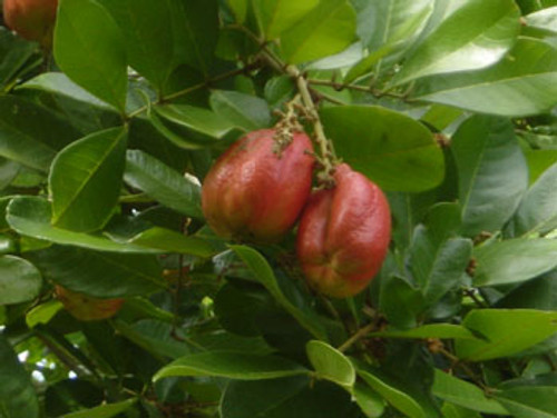 Blighia sapida - Ackee Seeds