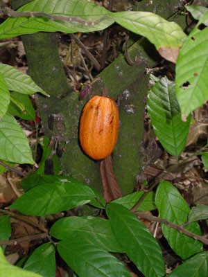 Theobroma cacao - Cacao Seeds