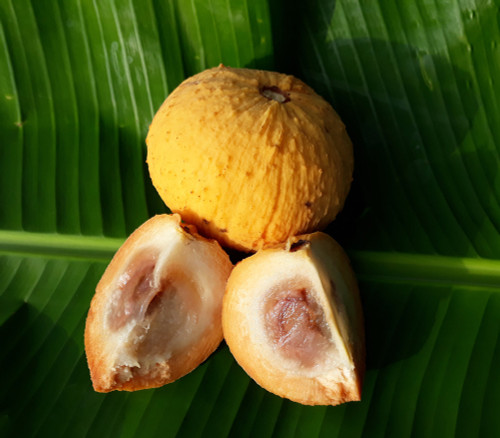 Sandorium koetjape - Santol Seeds
