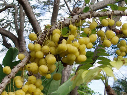 Phyllanthus acidus - Otaheite Gooseberry Seeds Phyllanthus acidus - Otaheite Gooseberry Seeds