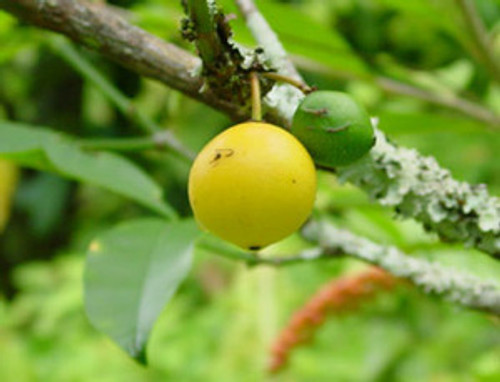 Garcinia intermedia - Lemon Drop Mangosteen Seeds Garcinia intermedia - Lemon Drop Mangosteen Seeds