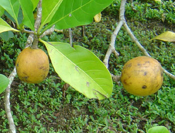 Randia fitzalanii - Yellow Mangosteen Seeds