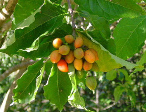 Bunchosia glandulifera - Peanut Butter Fruit Seeds Bunchosia glandulifera - Peanut Butter Fruit Seeds