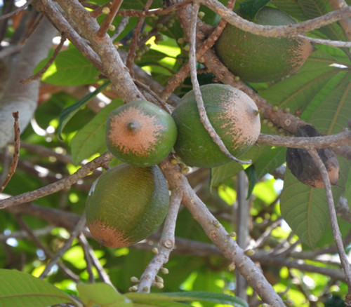 Pouteria viridis - Green Sapote