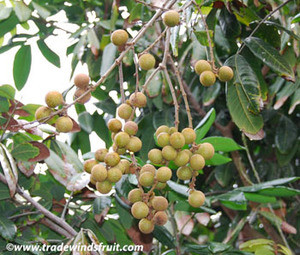 Dimocarpus longana - Longan Seeds