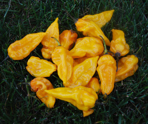 Datil Yellow Pepper