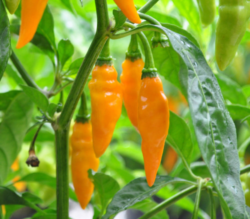 Datil Yellow Pepper Seeds