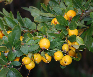 Crataegus pubescens - Mexican Apple Seeds