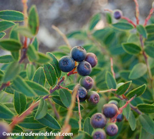 Vaccinium consanguineum - Costa Rican Blueberry Seeds