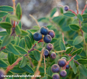 Vaccinium consanguineum - Costa Rican Blueberry Seeds