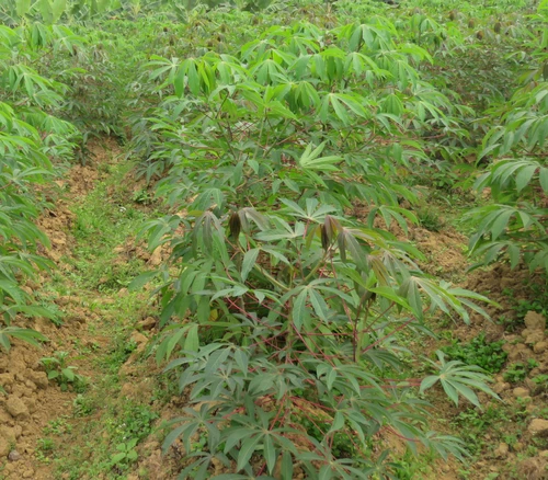 Manihot esculenta  - Cassava Seeds