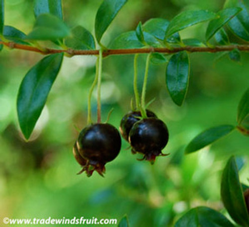 Ugni myricoides - Black Chilean Guava Seeds Ugni myricoides - Black Chilean Guava Seeds