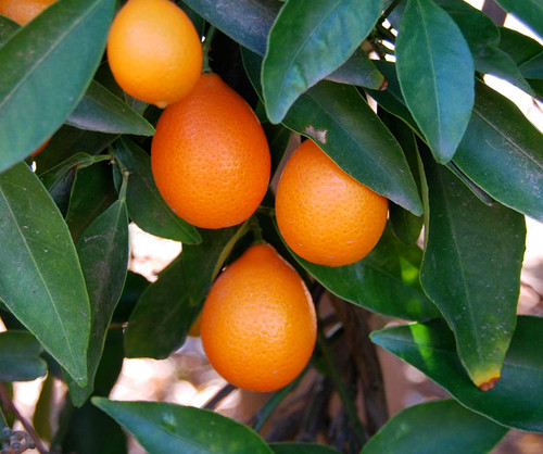 Citrus reticulata x Fortunella - Mandarinquat