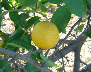 Citrus limettoides - Sweet Lime  Seeds
